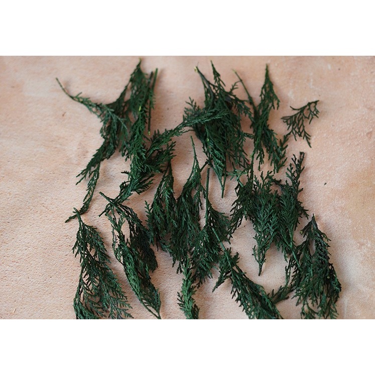 【台灣現貨速發】聖誕節 花圈材料 永生松柏 永生扁柏 永生花材｜純松葉 小盒裝約１５Ｇ