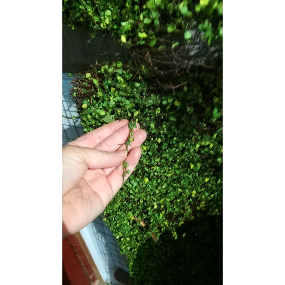 【台灣現貨速發】仿真小葉子枯藤造型草皮