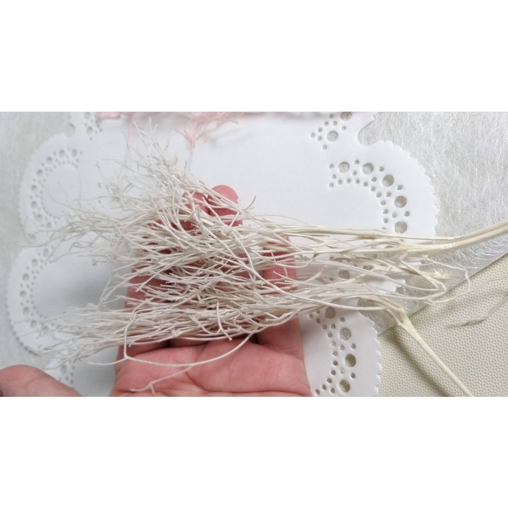 【台灣現貨速發】乾燥花材------柔絲//夢幻草//龍鬚草