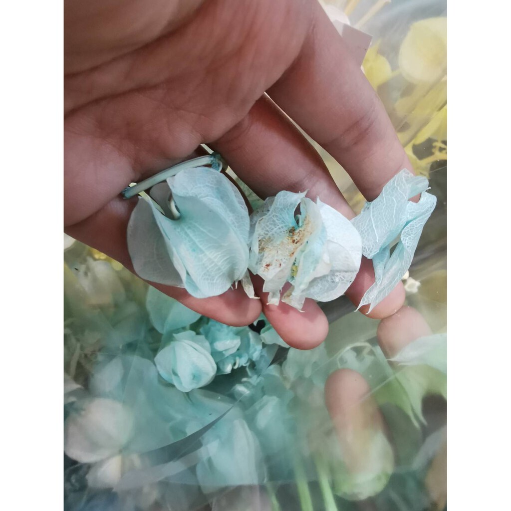 【台灣現貨速發】永生燈籠花/燈籠果/乾燥花