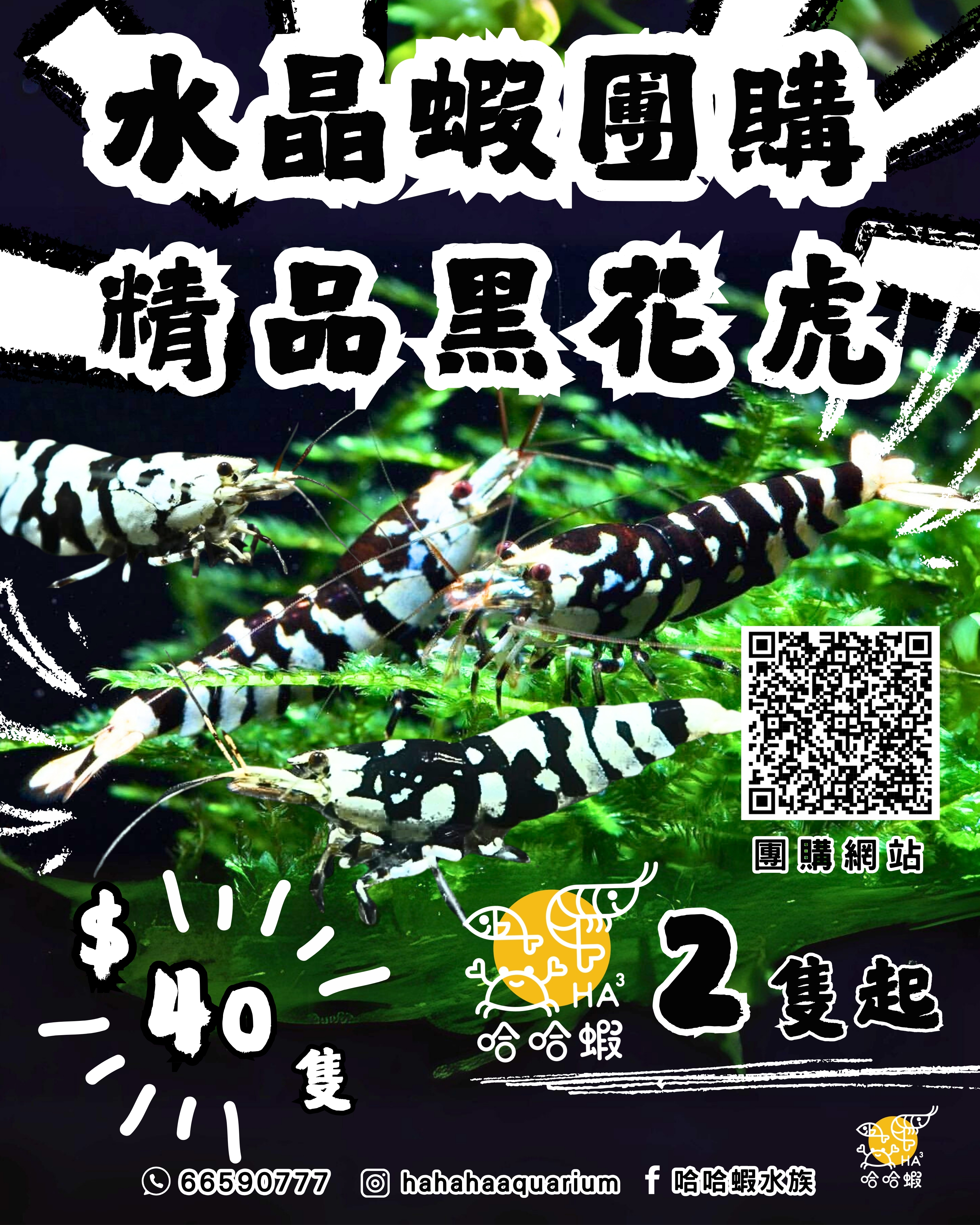 深黑厚甲 黑花虎蝦 | S-SSS BLACK Fancy Tiger Shrimp [團購]