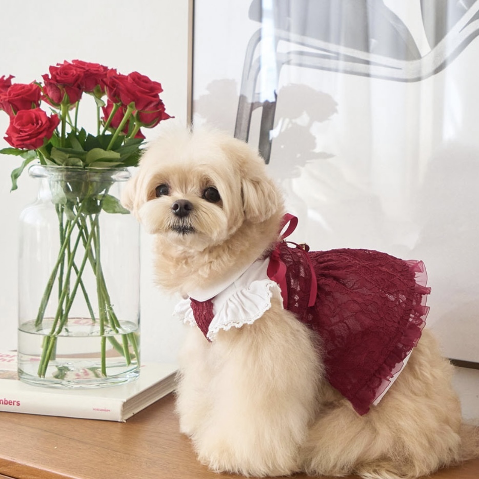 Blooming閃耀浪漫蕾絲洋裝 Burgundy 酒紅- It’s sunny outside