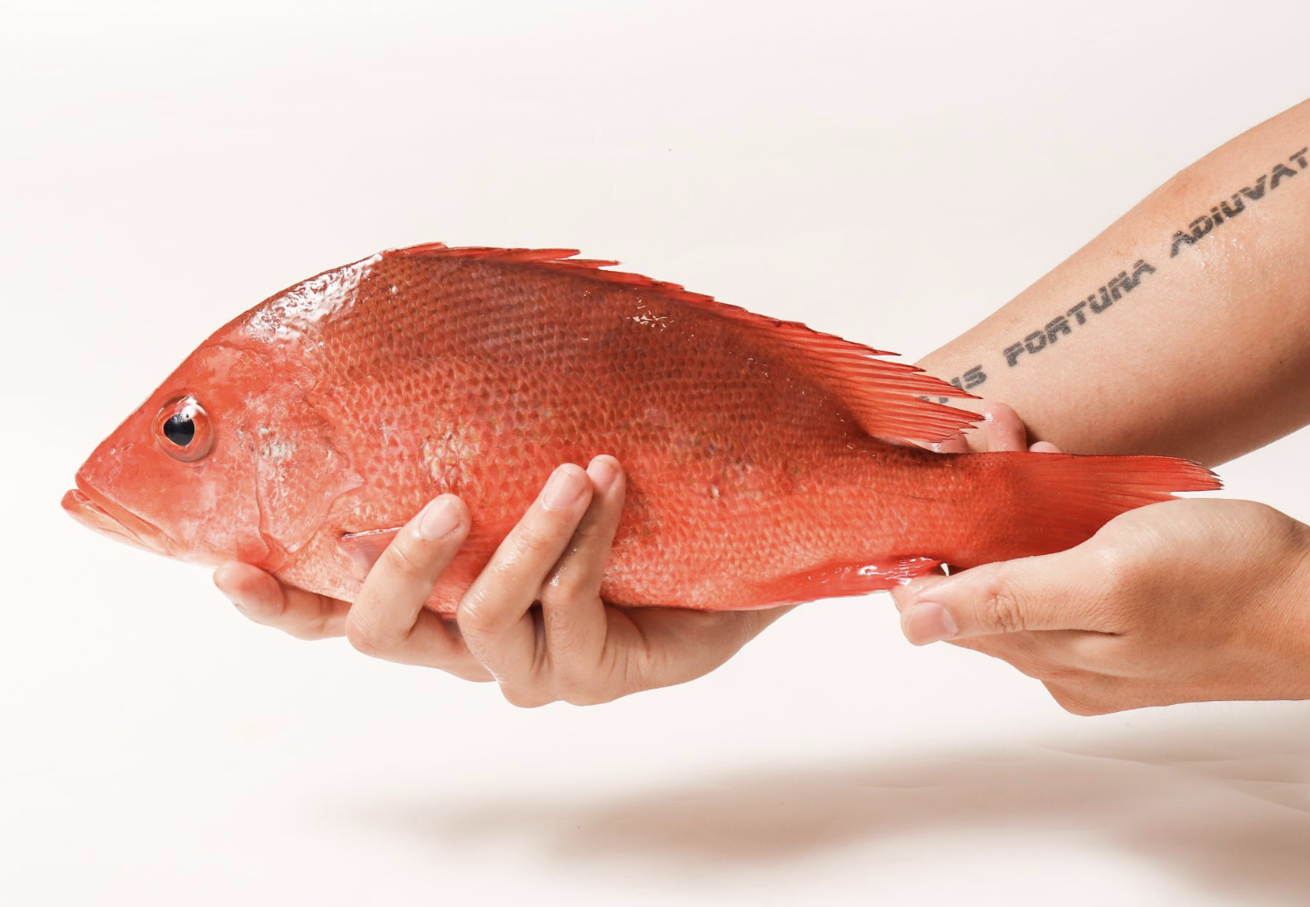 紅魚、赤鰭笛鯛