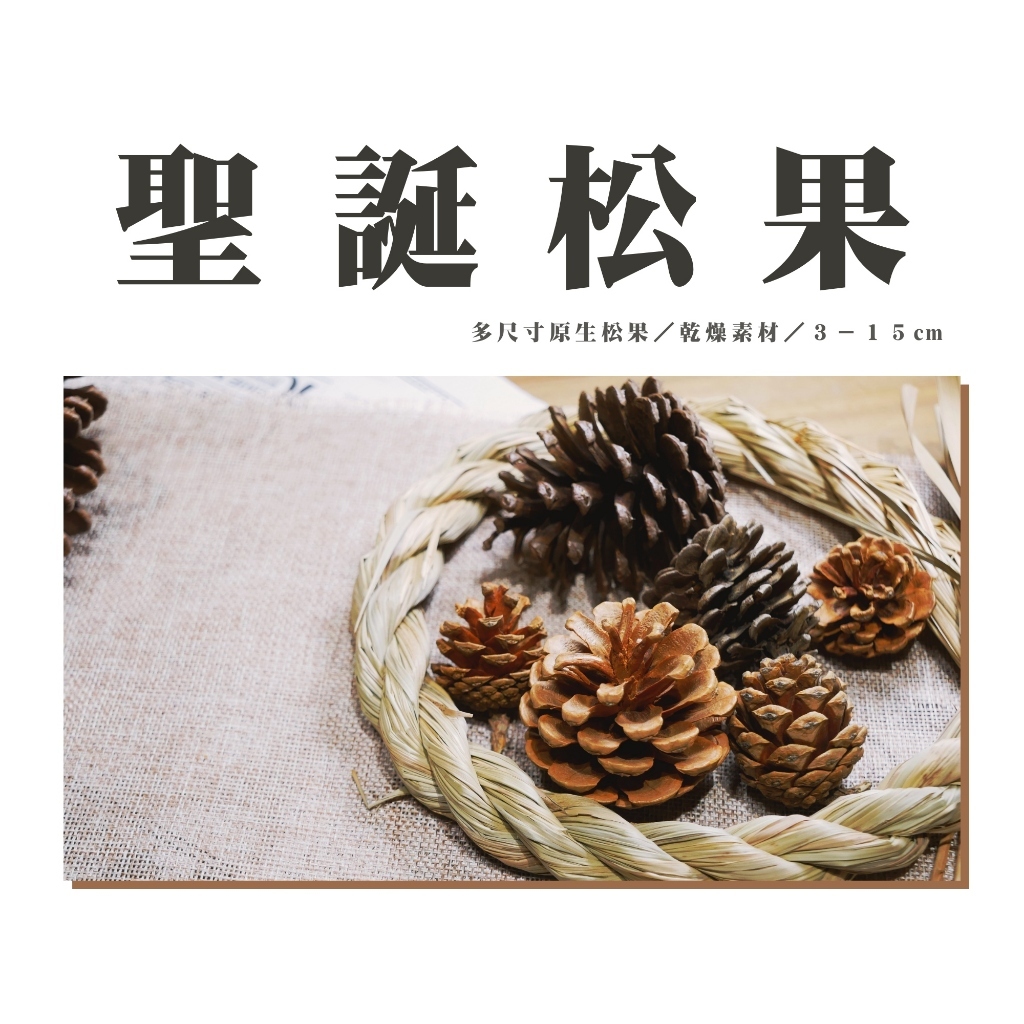 【台灣現貨速發】松果 毬果 馬尾松 油松 落羽松｜3-12公分 | 聖誕樹裝飾 花圈裝飾乾燥花 乾燥素材