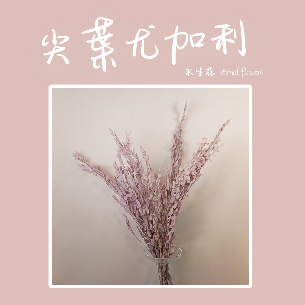 【台灣現貨速發】小尖葉 永生尤 加利葉 尤加利葉 永生花 乾燥素材 花束