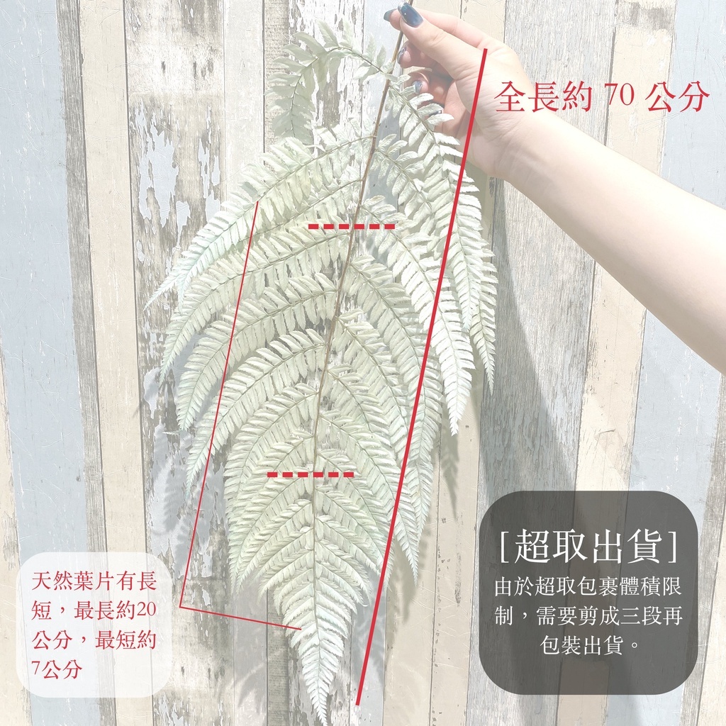 【台灣現貨速發】蕨葉 長版羊齒【大份量】羊齒 永生羊齒 長葉蕨類｜乾燥葉材 永生花材