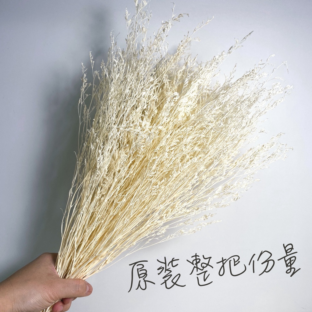 【台灣現貨速發】永生卡斯比亞 情人草｜多種顏色｜卡斯比雅 漂白染色 乾燥花 永生花 乾燥素材
