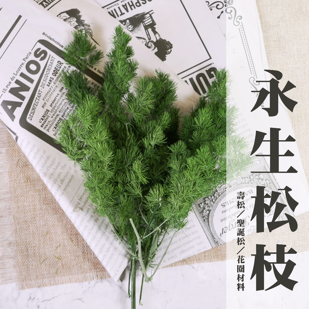 【台灣現貨速發】永生壽松 染色壽松 蓬萊松 聖誕松｜聖誕圈材料 永生花 乾躁花 1/4