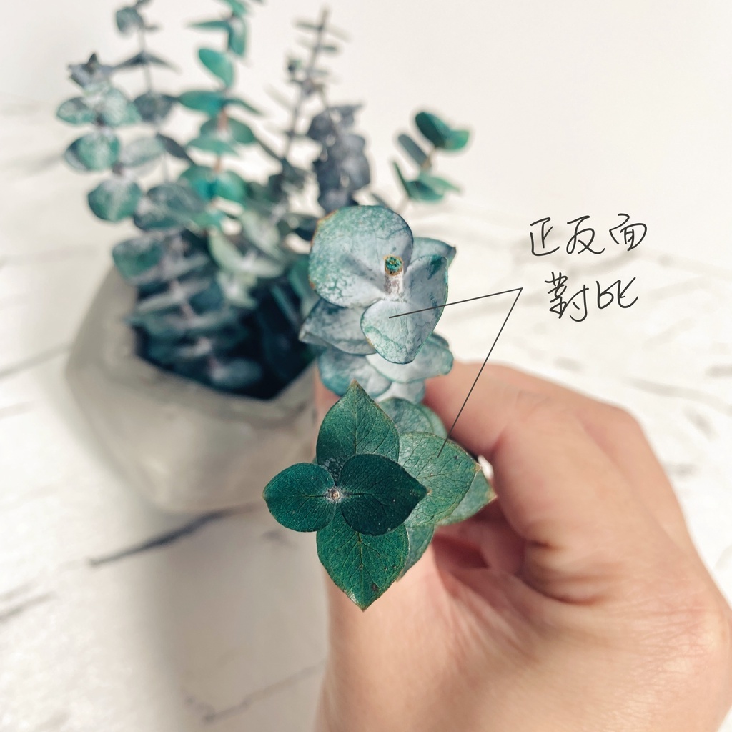 【台灣現貨速發】永生尤加利葉 尤加利葉 真花製作 約20~28cm