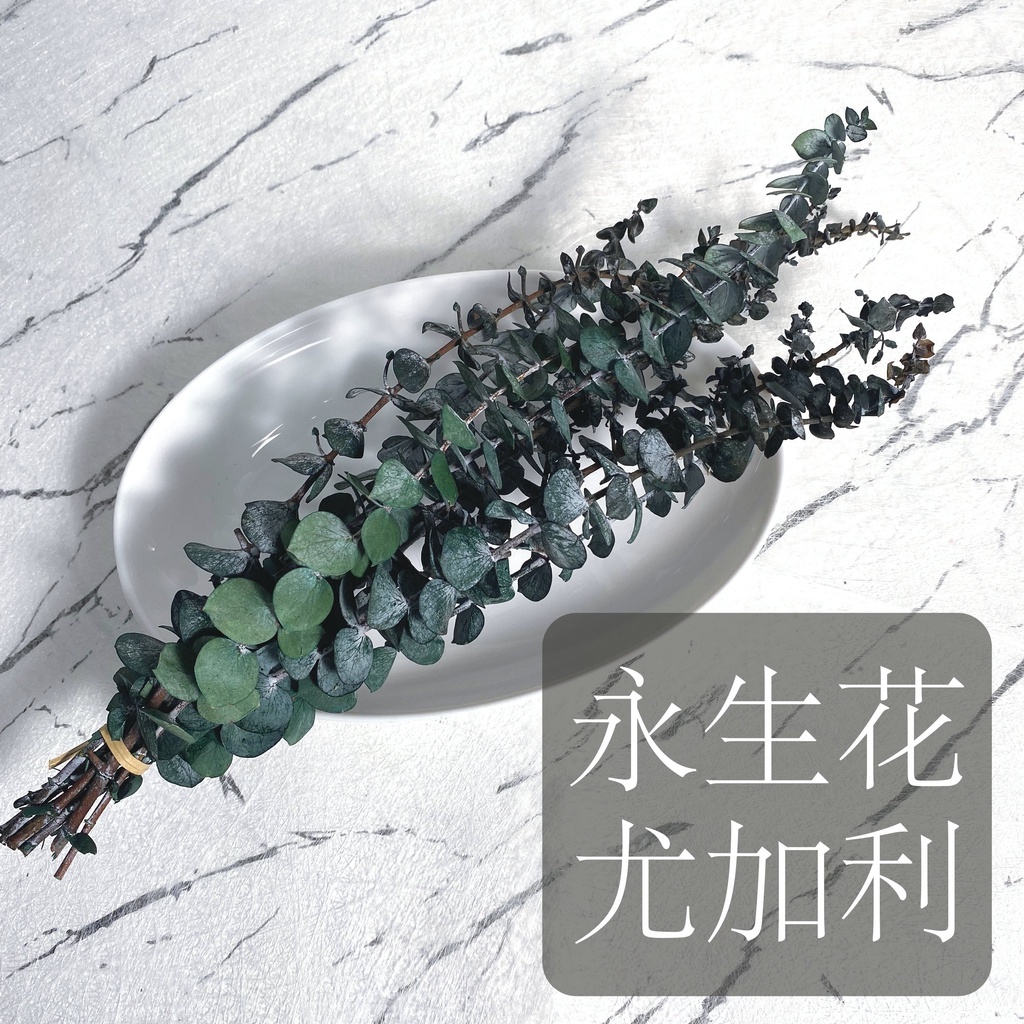 【台灣現貨速發】永生尤加利葉 尤加利葉 真花製作 約20~28cm