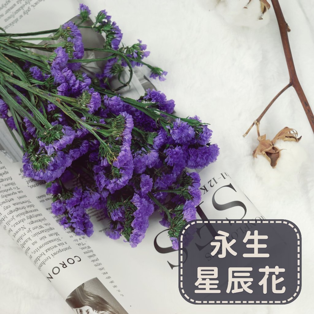 【台灣現貨速發】永生星辰花 永生花 勿忘我 星辰｜花材 永生花材 乾燥