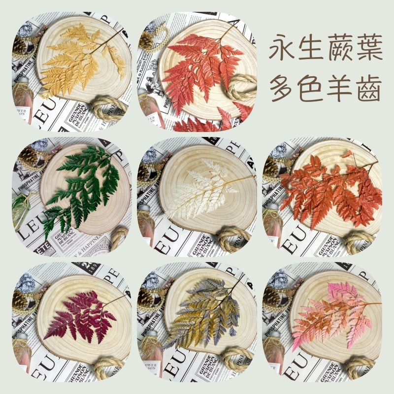 【台灣現貨速發】台灣現貨 永生高山羊齒｜乾燥葉材 蕨類 羊齒 永生花材 (深綠/綠/黃色/秋紅/紅色/灰籃//淺籃)
