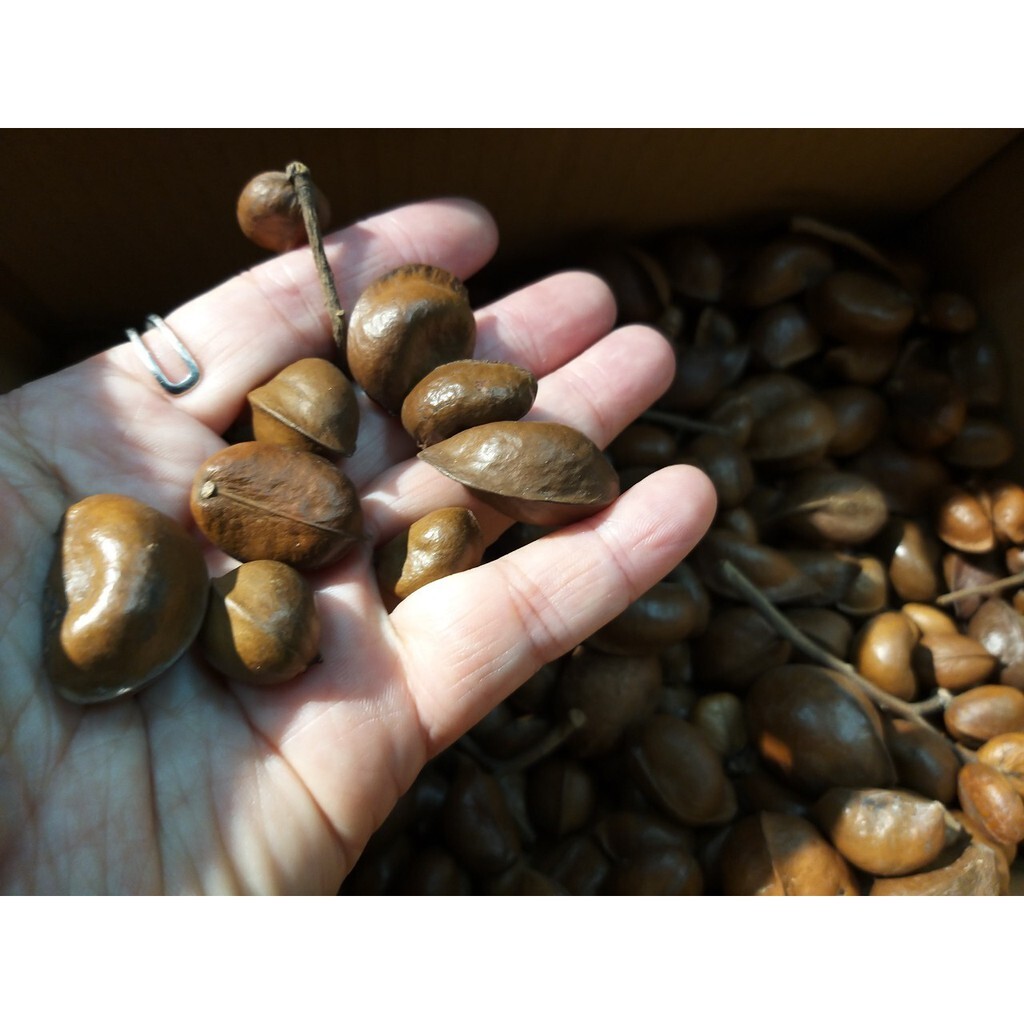 【台灣現貨速發】橄欖果 迷你橄欖果 乾燥果子｜天然果實 1-3公分｜聖誕節 乾燥花 乾燥素材