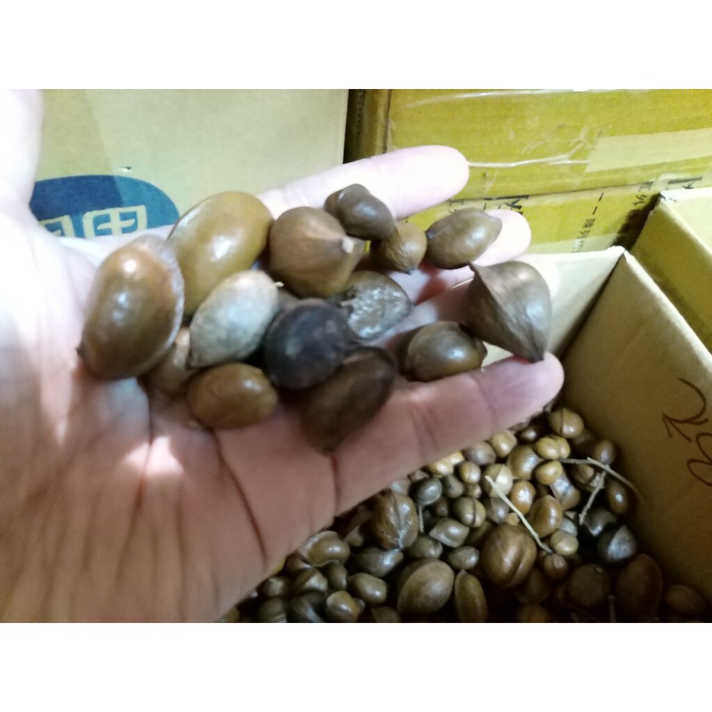 【台灣現貨速發】橄欖果 迷你橄欖果 乾燥果子｜天然果實 1-3公分｜聖誕節 乾燥花 乾燥素材