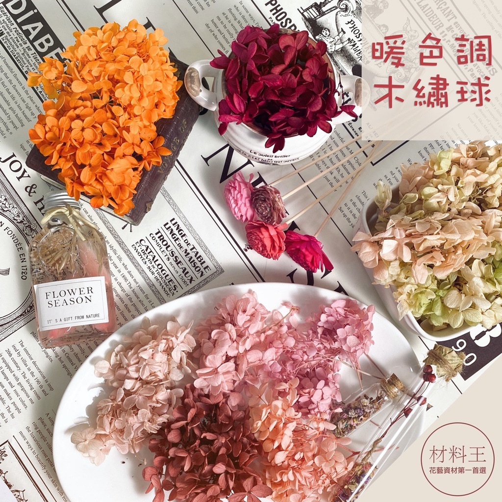 【台灣現貨速發】永生木繡球 安娜繡球 不凋花｜漸層色小花瓣｜繡球 繡球花 永生花 乾燥花 花材 手作 永生繡球 繡球