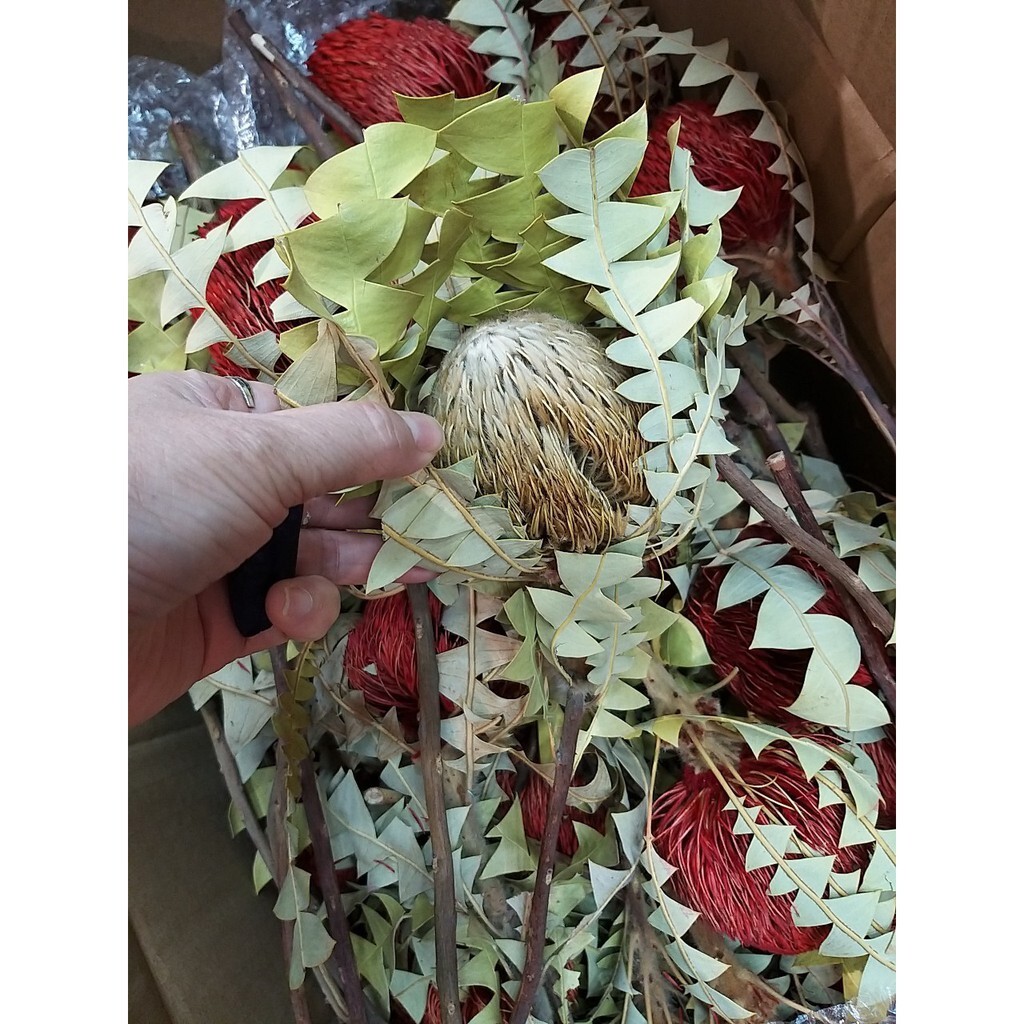 【台灣現貨速發】乾燥花--帝王花-**有現貨