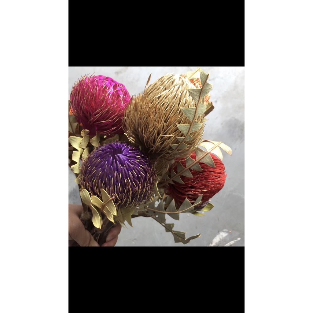 【台灣現貨速發】乾燥花--帝王花-**有現貨