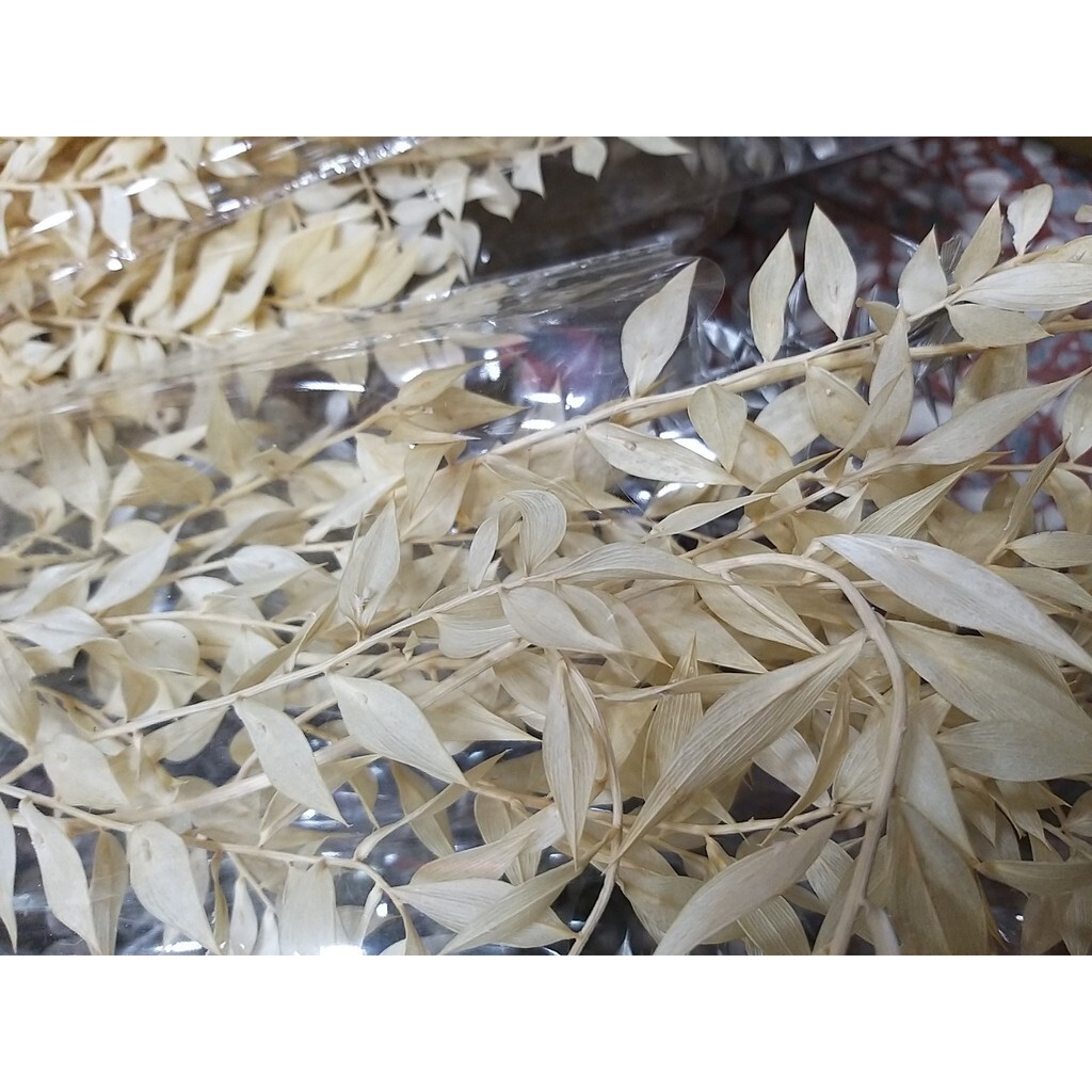 【台灣現貨速發】永生//乾燥富貴葉子//葉片**一支100元**有現貨