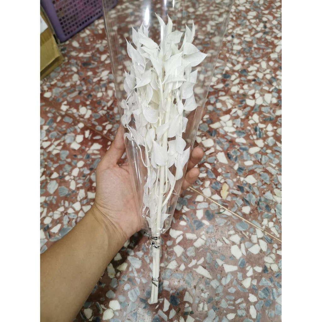 【台灣現貨速發】永生//乾燥富貴葉子//葉片**一支100元**有現貨