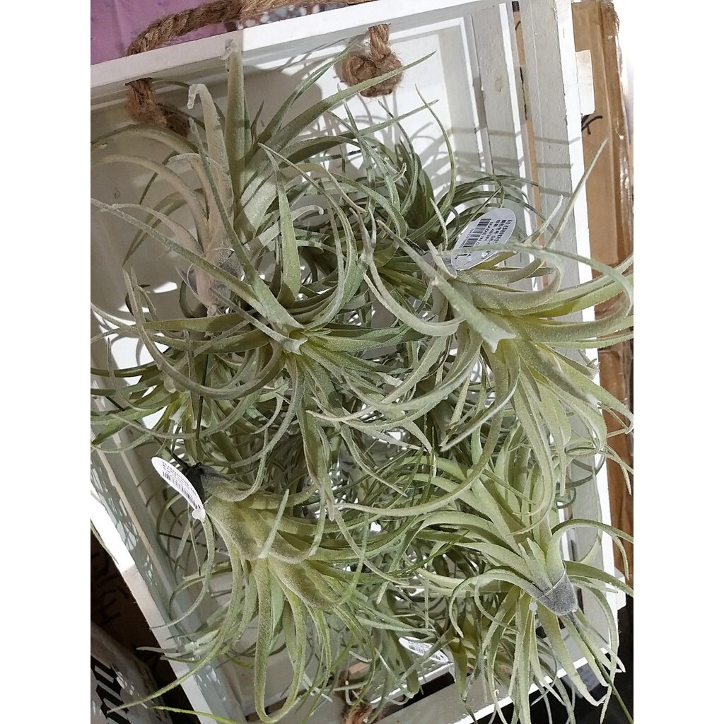 【台灣現貨速發】整顆空氣鳳梨葉//(仿真人造)**有現貨