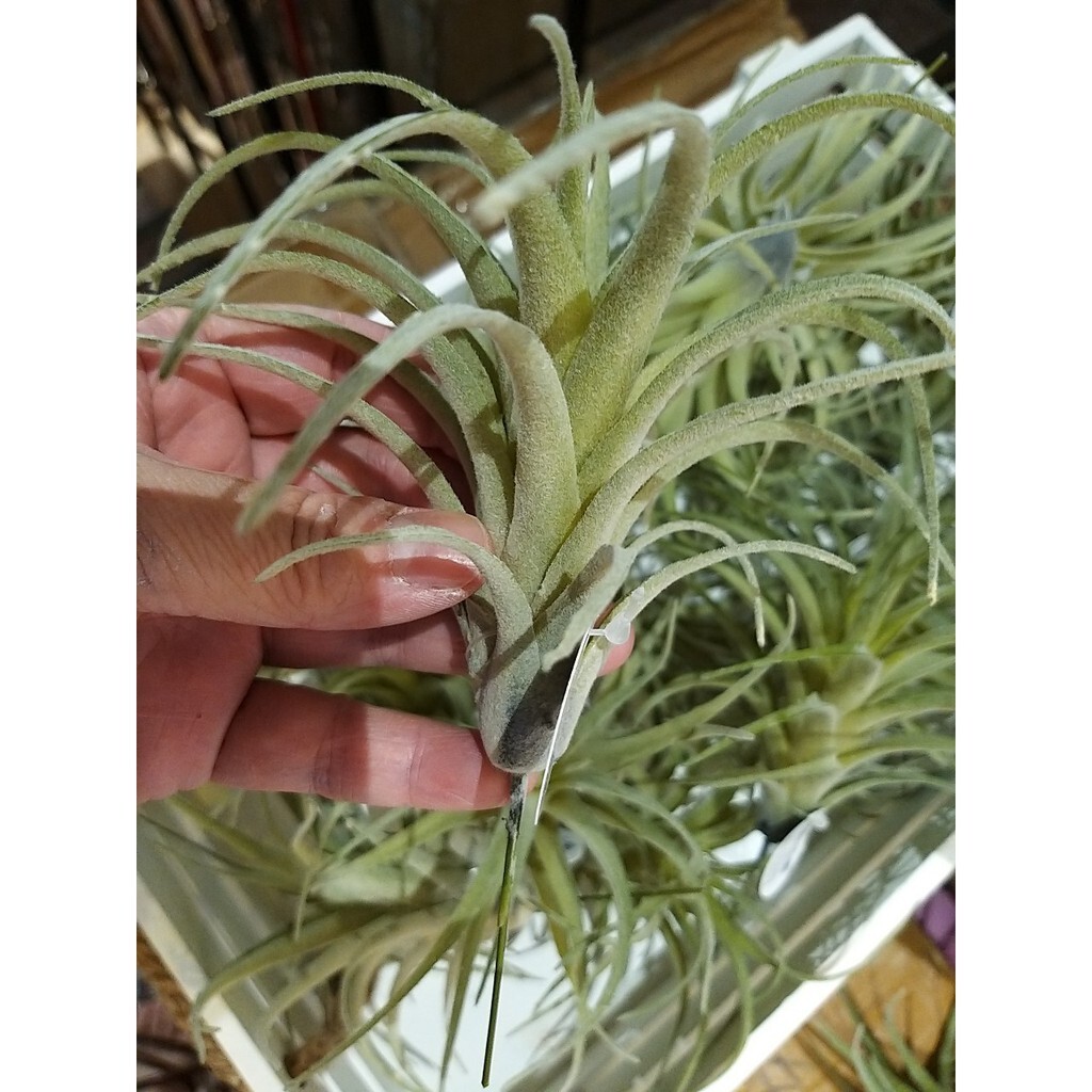 【台灣現貨速發】整顆空氣鳳梨葉//(仿真人造)**有現貨