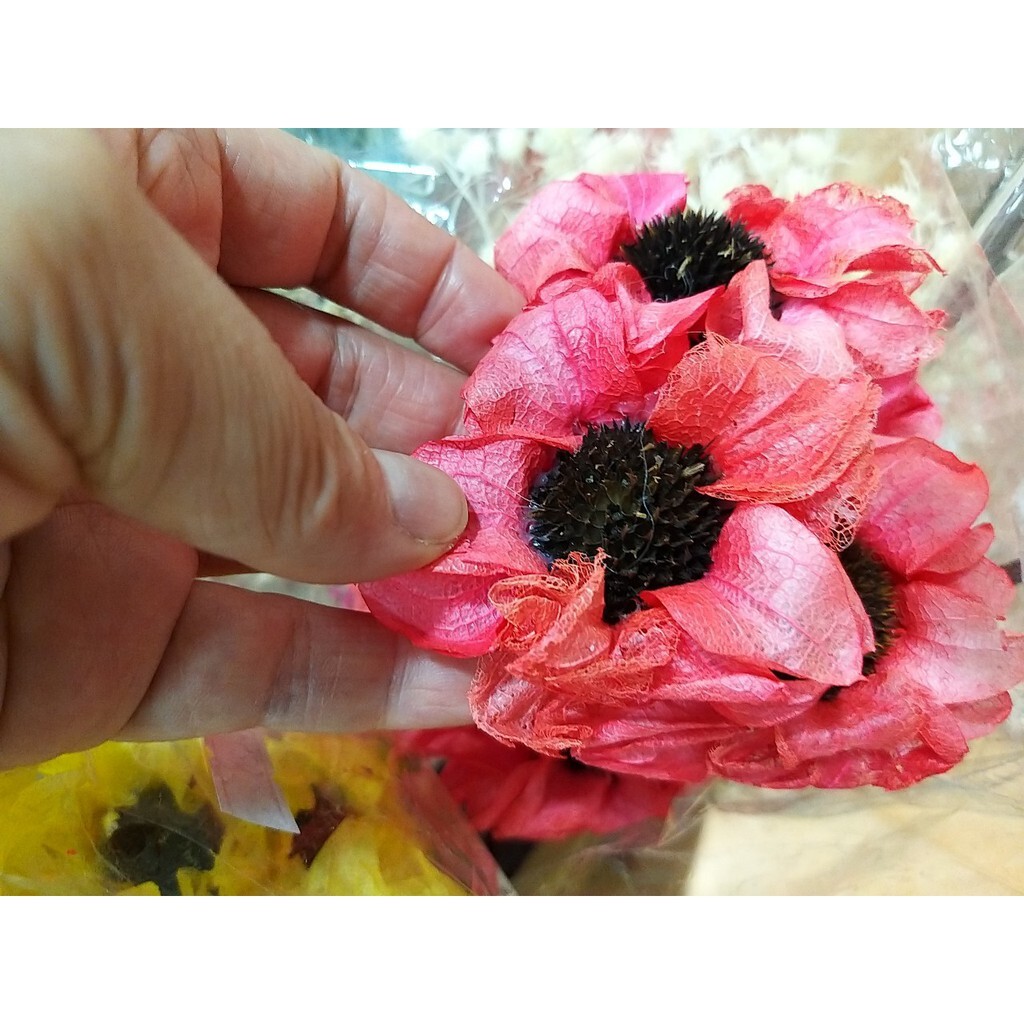 【台灣現貨速發】1支40元**手工乾燥花--芙蓉花//芍藥花