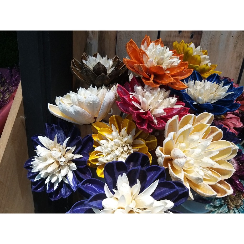 【台灣現貨速發】卡洛琳 帝王花 大型乾燥花 雪蓮花｜單支販售