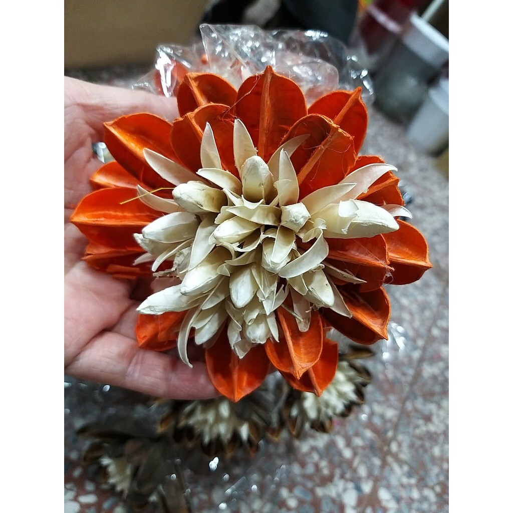 【台灣現貨速發】卡洛琳 帝王花 大型乾燥花 雪蓮花｜單支販售