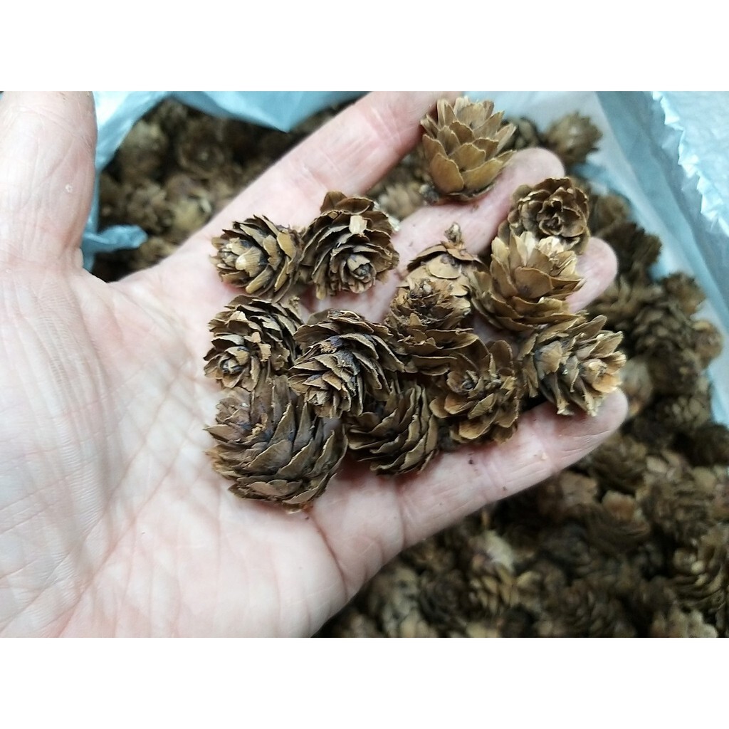 【台灣現貨速發】聖誕節 迷你松果 毬果 羽松｜1-4公分｜一個6元 ｜乾花素材  毬果 聖誕圈