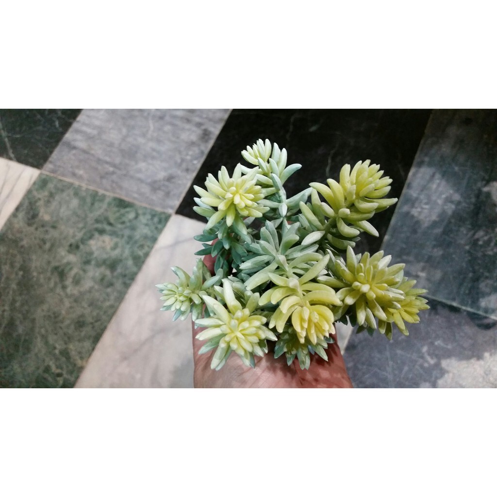 【台灣現貨速發】多肉植物系列--9頭風信子*玉蓮*(仿真人造)