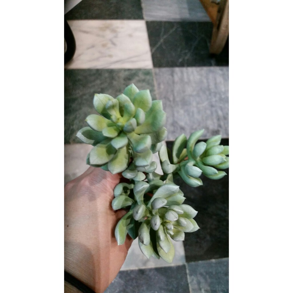 【台灣現貨速發】多肉植物系列--3頭蓮花**(仿真人造)