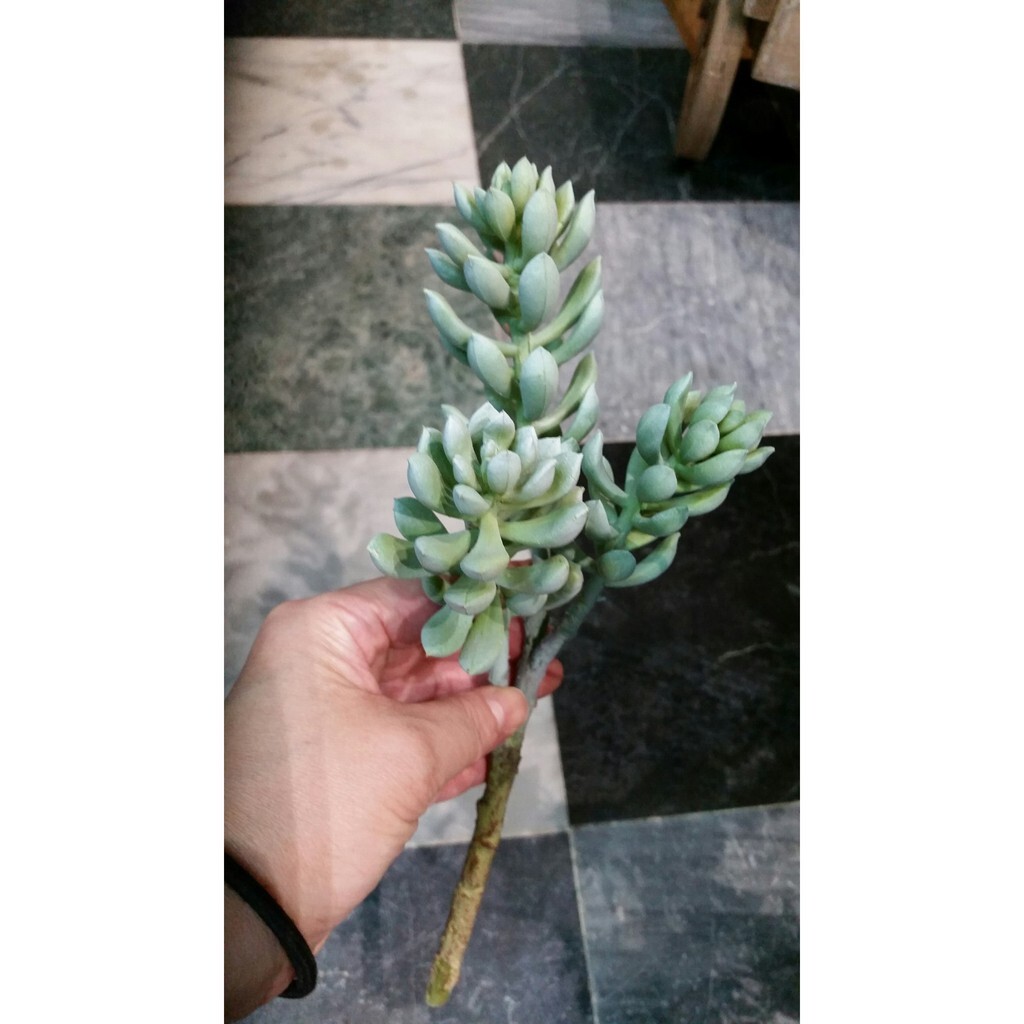 【台灣現貨速發】多肉植物系列--3頭蓮花**(仿真人造)