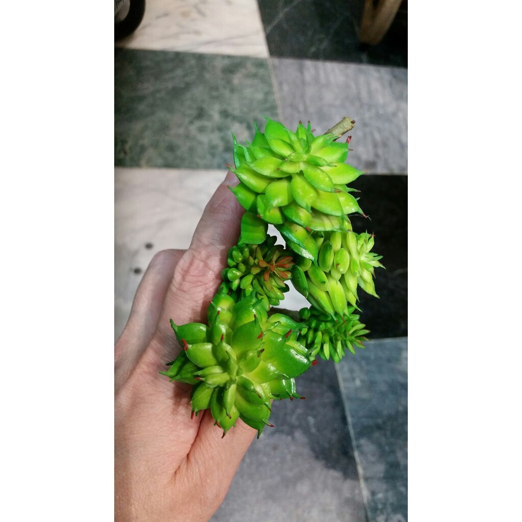 【台灣現貨速發】多肉植物系列--5頭小蓮花**(仿真人造)