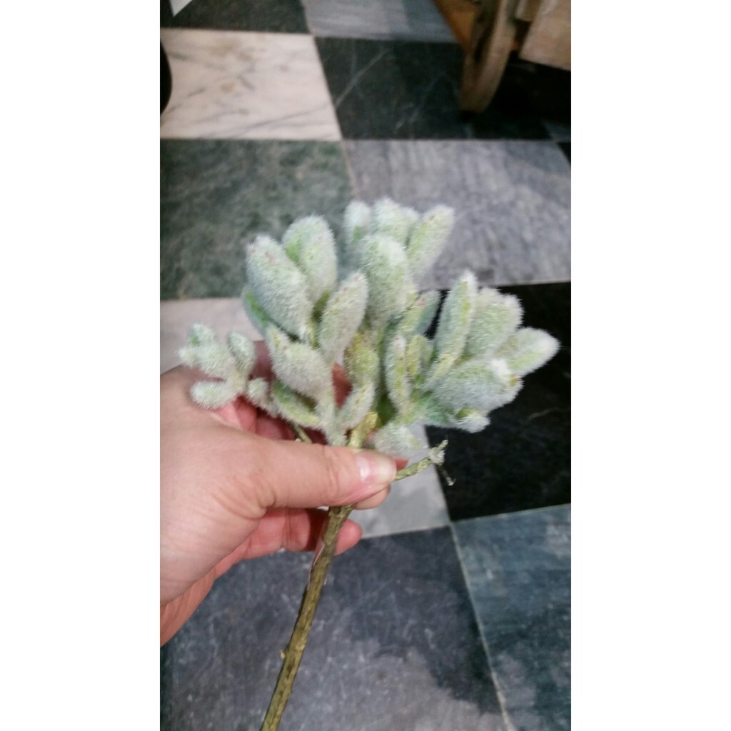 【台灣現貨速發】多肉植物系列--毛兔''兔子**(仿真人造)