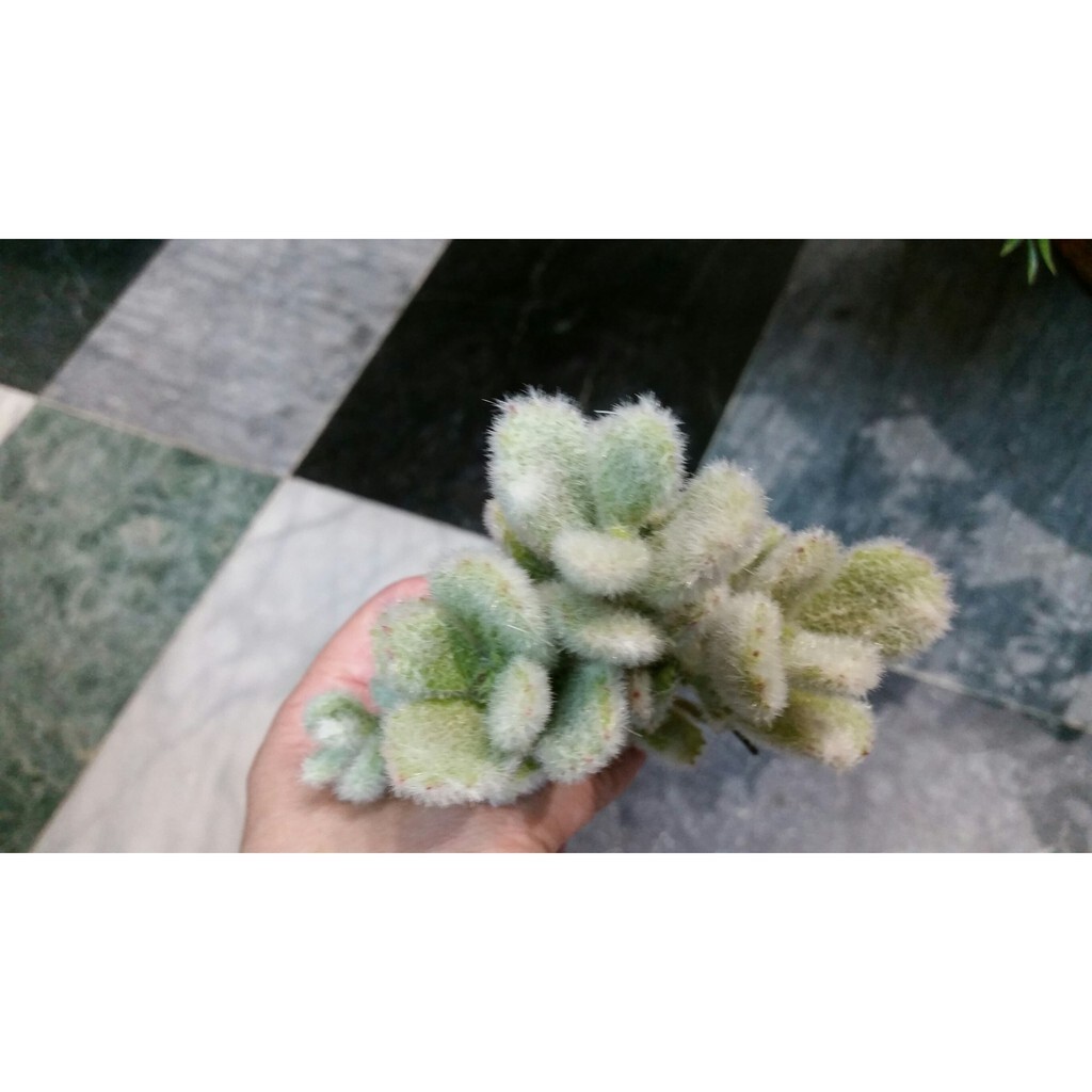 【台灣現貨速發】多肉植物系列--毛兔''兔子**(仿真人造)
