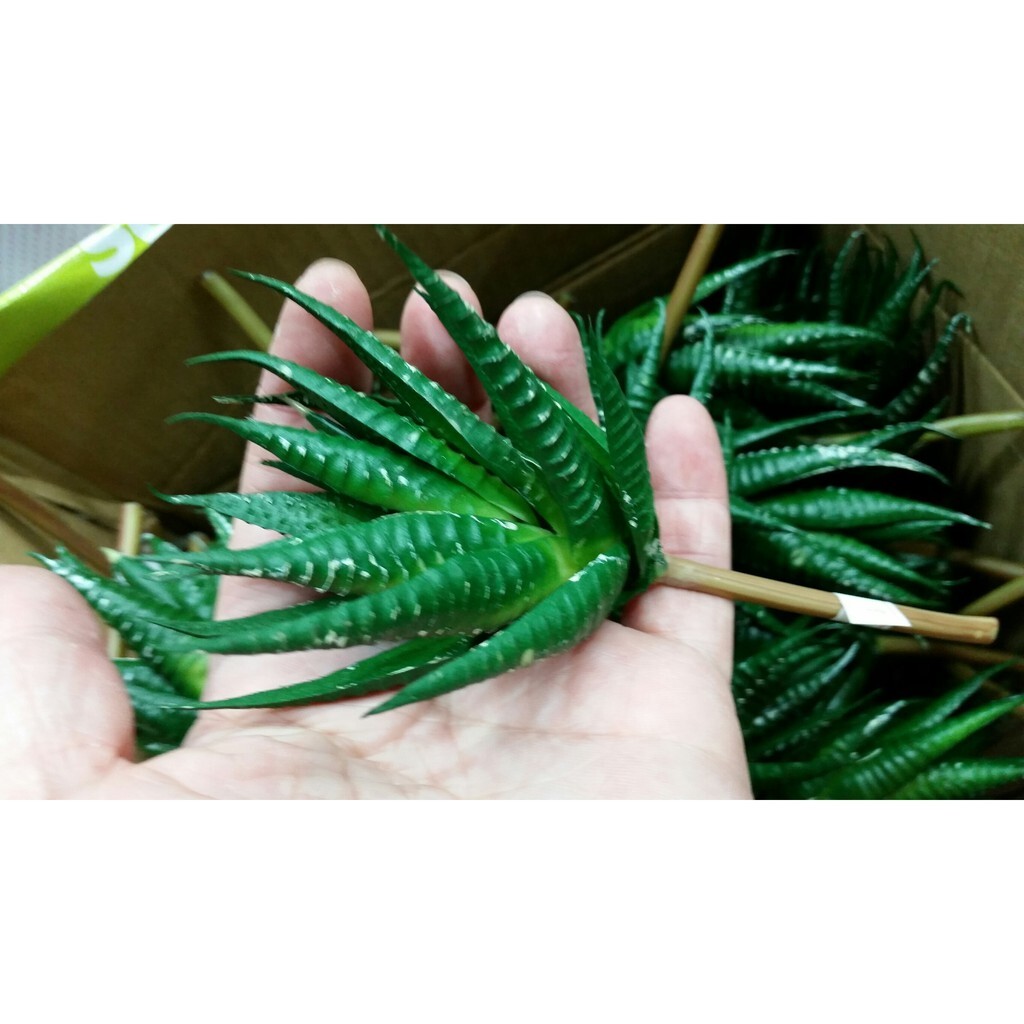 【台灣現貨速發】多肉植物系列--蘆薈(仿真人造)