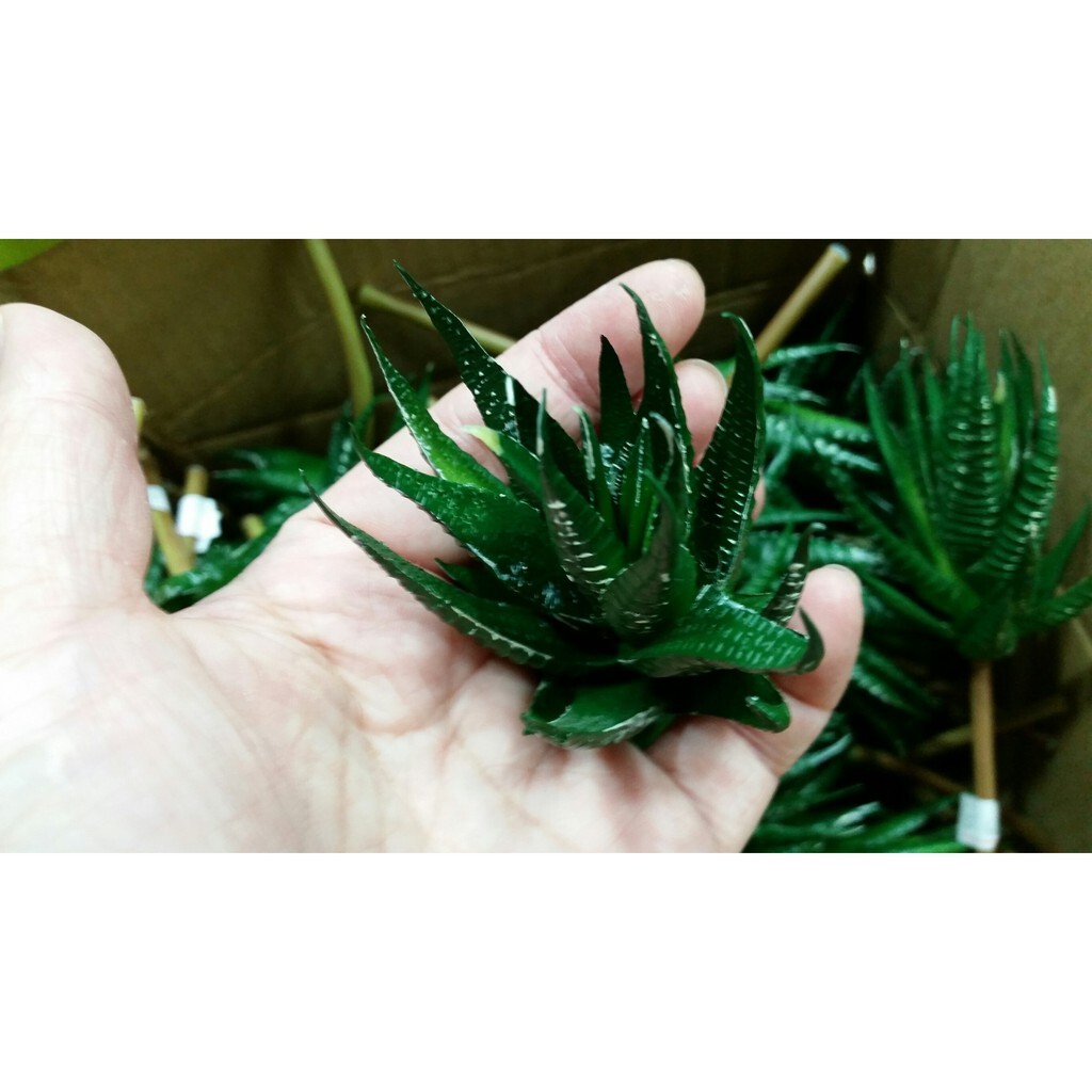 【台灣現貨速發】多肉植物系列--蘆薈(仿真人造)