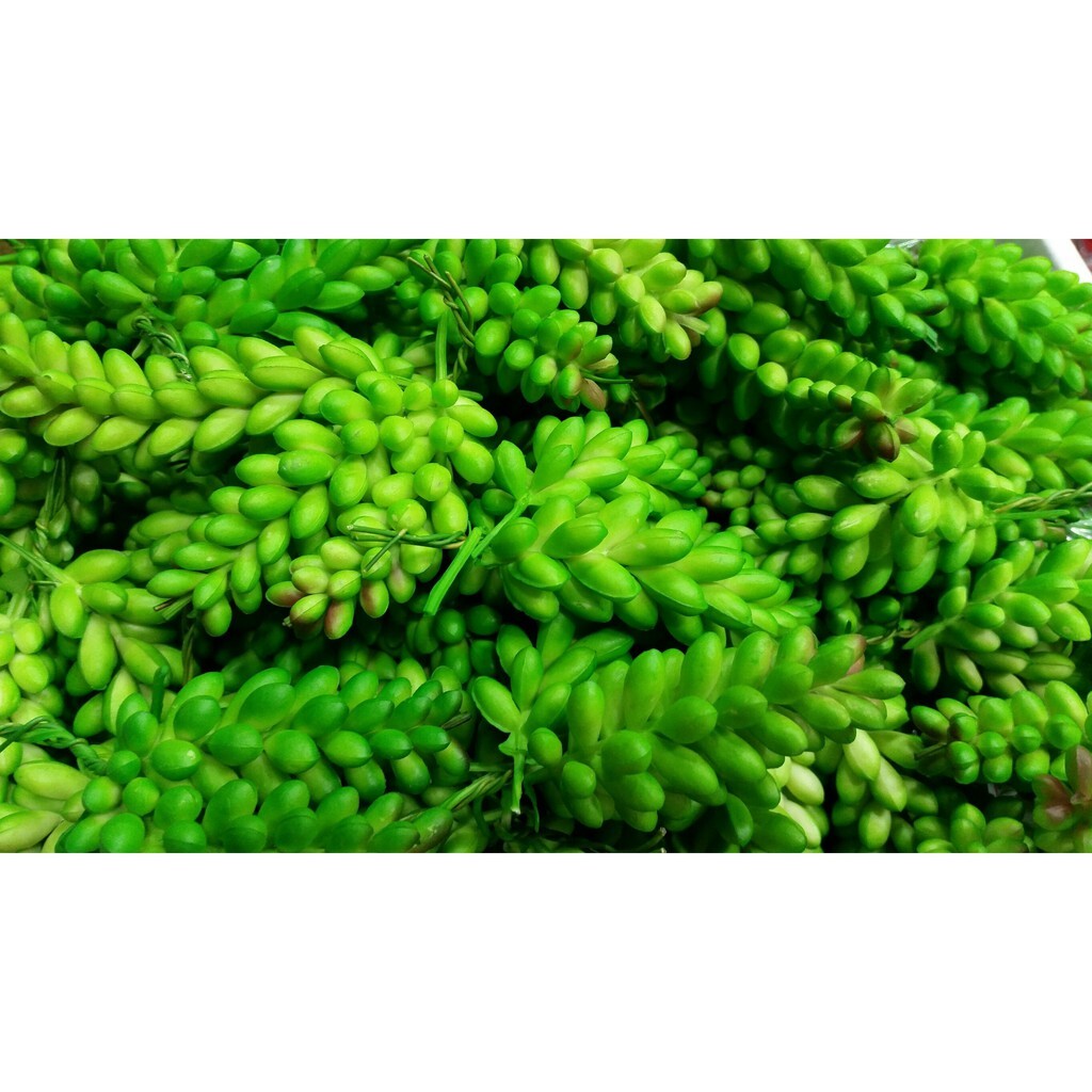 【台灣現貨速發】一把有3小串40元'''多肉植物系列--多肉麥穗//小玉串(仿真人造)