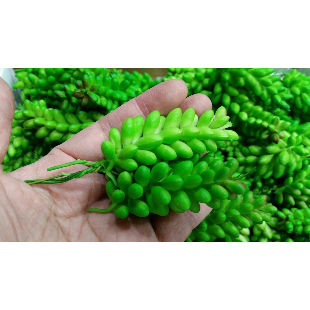 【台灣現貨速發】一把有3小串40元'''多肉植物系列--多肉麥穗//小玉串(仿真人造)