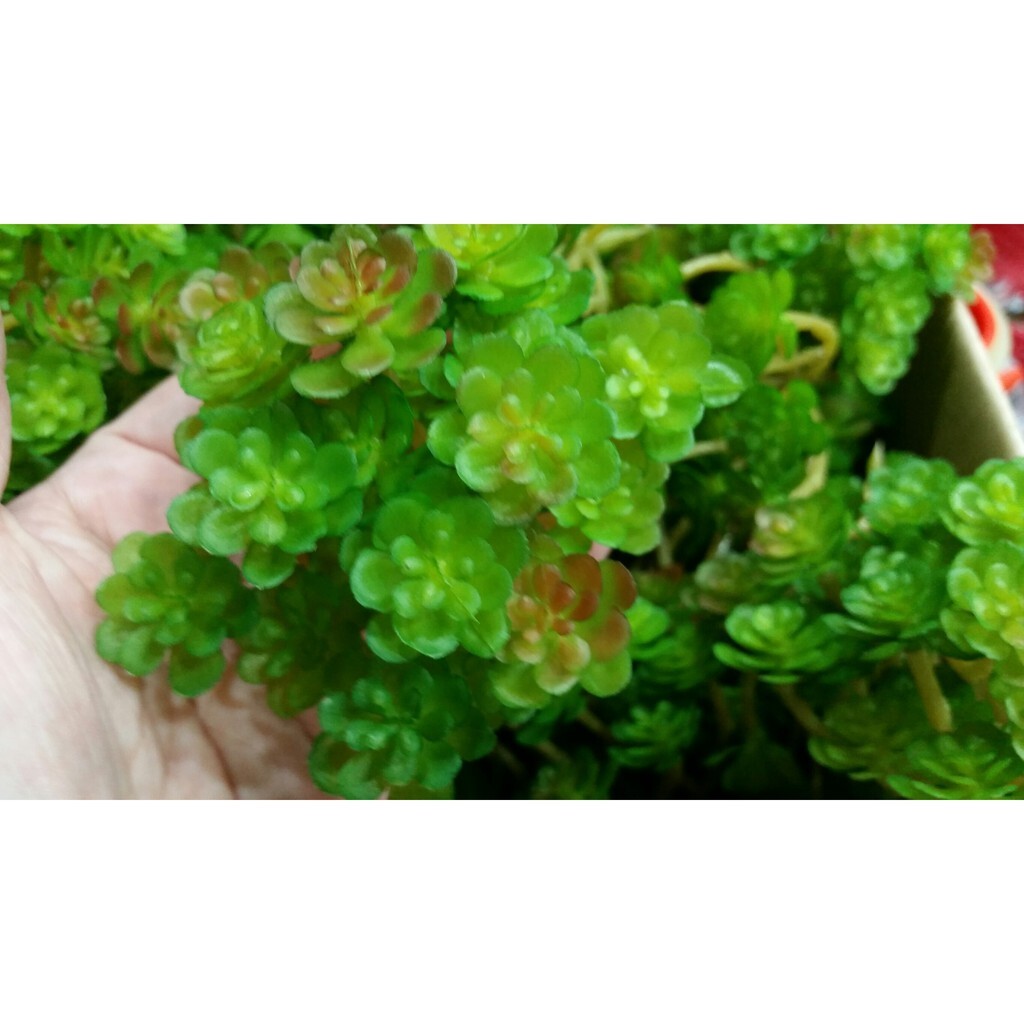 【台灣現貨速發】多肉植物系列--小仙人顆(人造)