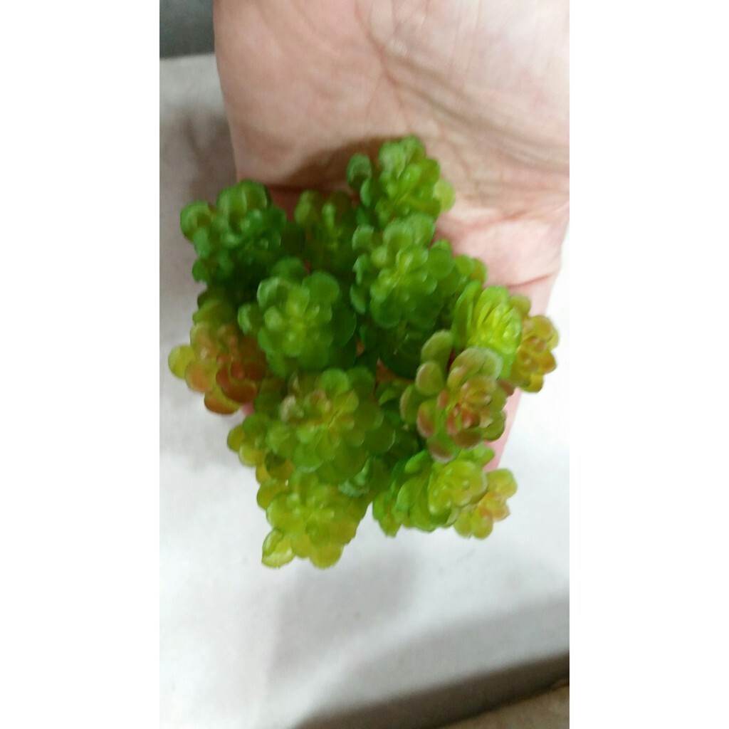 【台灣現貨速發】多肉植物系列--小仙人顆(人造)