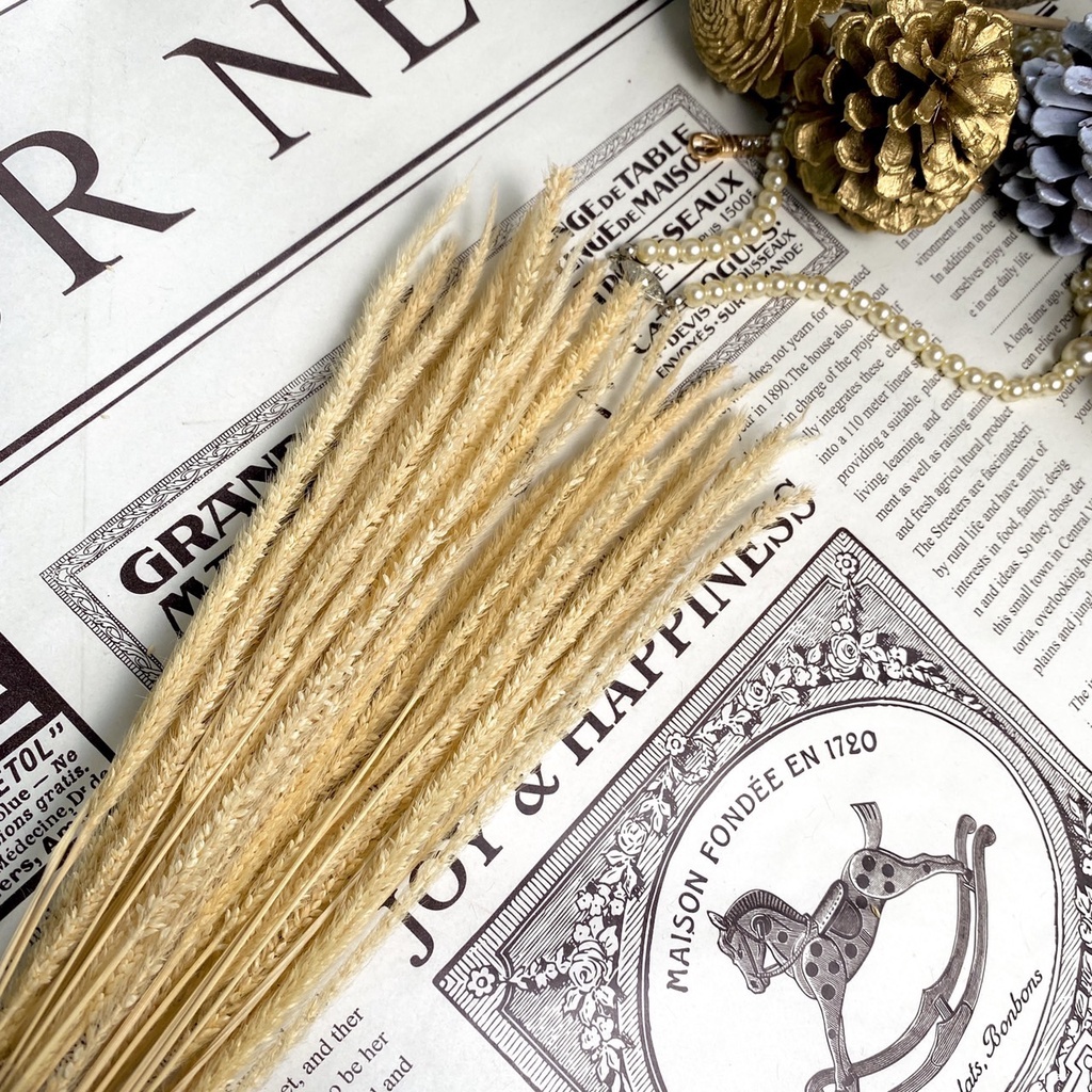 【台灣現貨速發】小米//麒麟草 **乾花**一束約20支150元