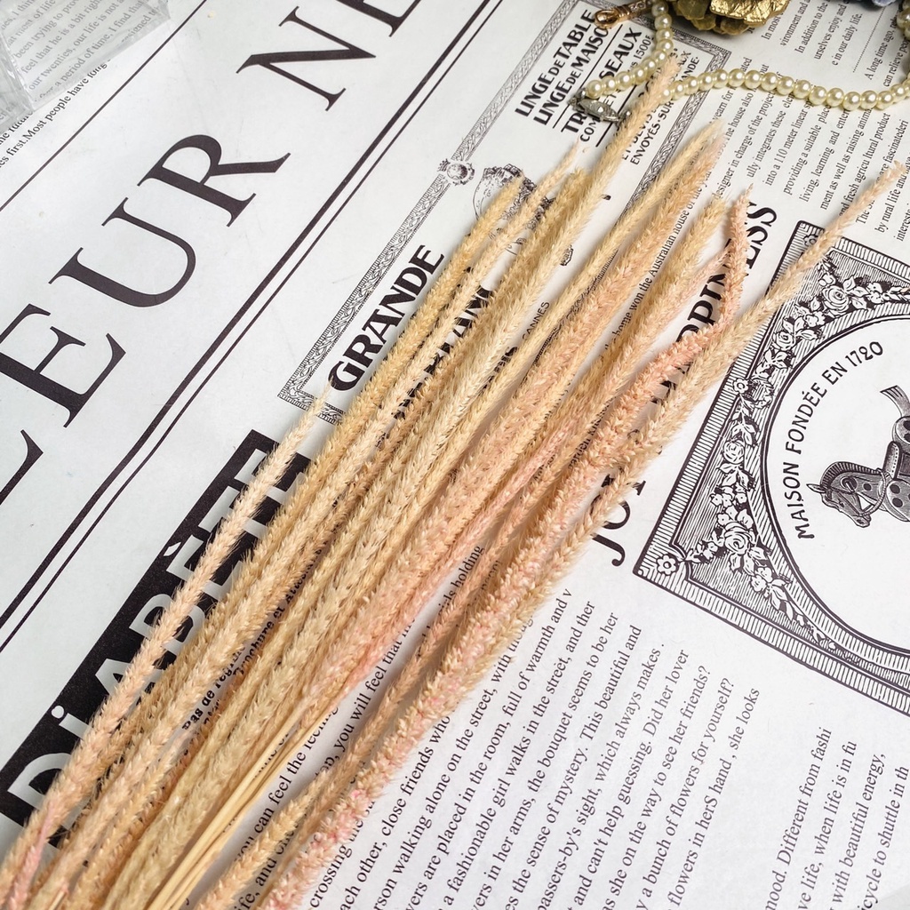 【台灣現貨速發】小米//麒麟草 **乾花**一束約20支150元