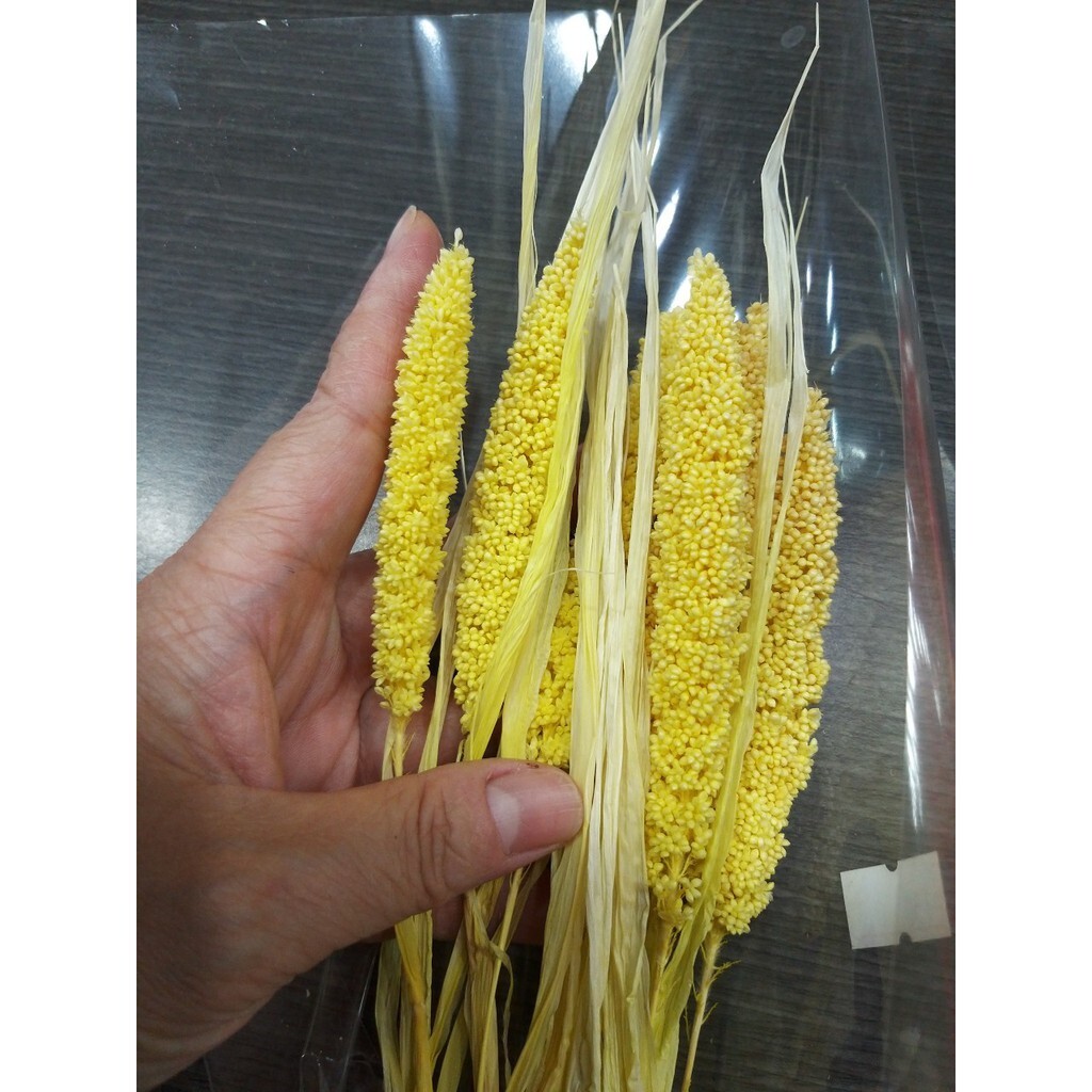 【台灣現貨速發】小米//高粱 **乾花1束5支100元**有現貨