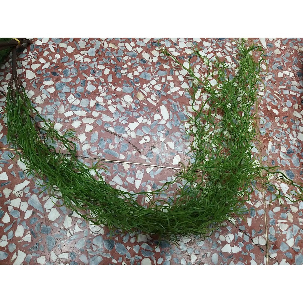 【台灣現貨速發】空氣鳳梨葉｜仿真 人造花 垂藤 人造垂葉 仿真藤條花藤 人造仿真植物 創意仿真植物 垂葉壁掛 裝飾