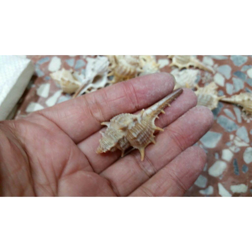 【台灣現貨速發】天然貝殼 花刺螺 花紋螺｜一包5個｜海螺 貝殼 多肉盆景 乾花配件