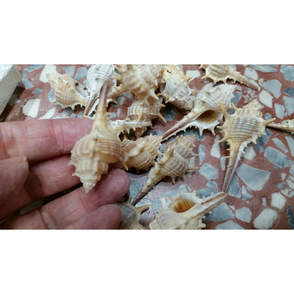 【台灣現貨速發】天然貝殼 花刺螺 花紋螺｜一包5個｜海螺 貝殼 多肉盆景 乾花配件
