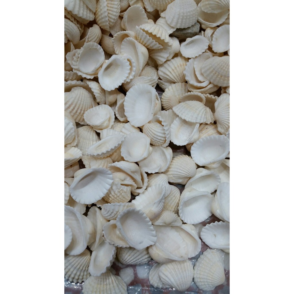 【台灣現貨速發】天然貝殼 小貝殼｜一包70片｜海螺 貝殼 多肉盆景 乾花配件