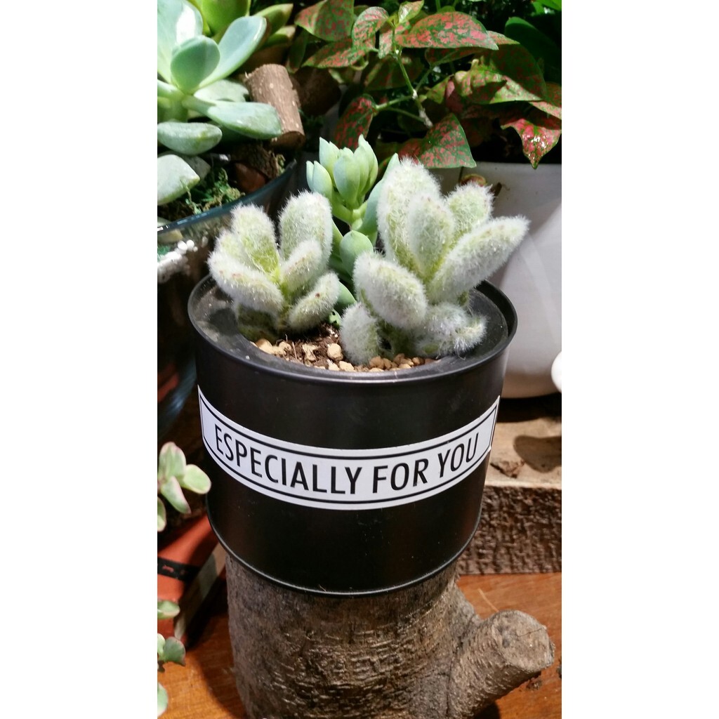 【台灣現貨速發】M231--鐵桶罐頭//花盆(小)