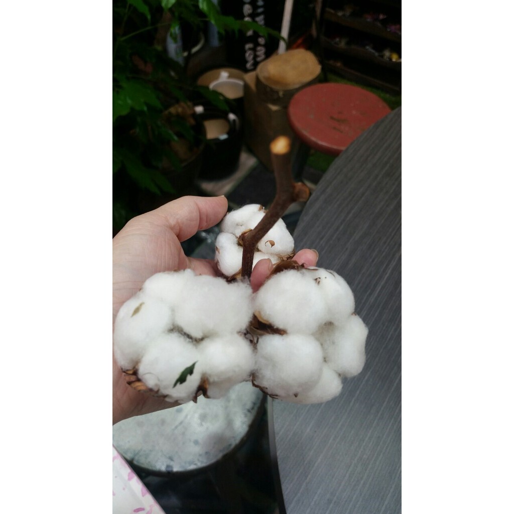 【台灣現貨速發】乾燥花---天然棉花